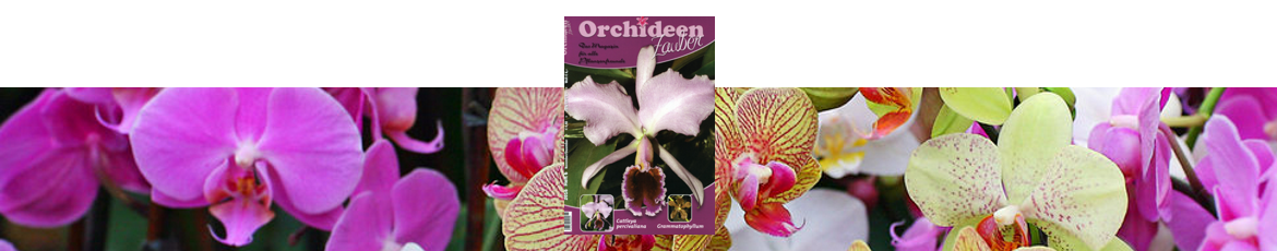 Orchideenzauber 2016 Heft 6, mit einem Artikel über Cattleya percivaliana.
